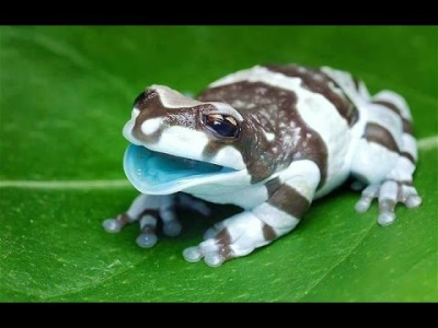 Жабовидная арлекиновая квакша (Phrynohyas resinifictrix) S